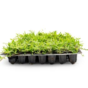 Zoysia Çim Fidesi Büyükçekmece 2