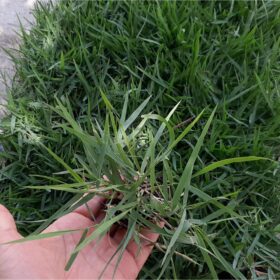 Zoysia Çim Fidesi Büyükçekmece 8