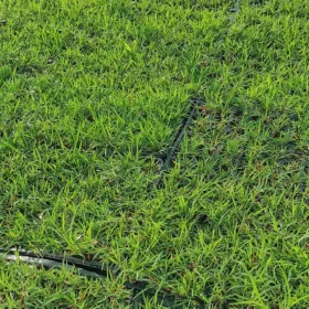 Zoysia Çim Fidesi Büyükçekmece 6