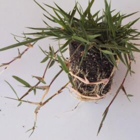 Zoysia Çim Fidesi Büyükçekmece 11