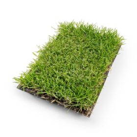Zoysia Çim Fidesi Büyükçekmece 10