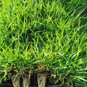 Zoysia Çim Fidesi Büyükçekmece 13