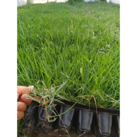 Zoysia Çim Fidesi Büyükçekmece 16