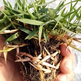 Zoysia Çim Fidesi Büyükçekmece 12