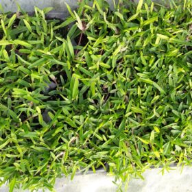 Zoysia Çim Fidesi Büyükçekmece 3