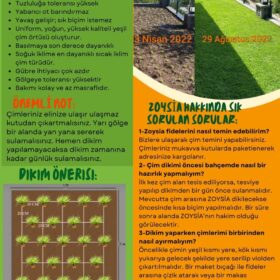 Zoysia Çim Fidesi Büyükçekmece 15