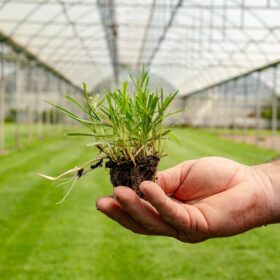 Zoysia Çim Fidesi Büyükçekmece 7