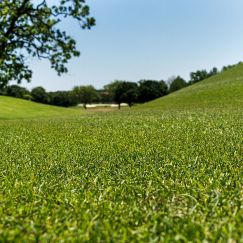 Bermuda Grass - Kurak İklim Çim