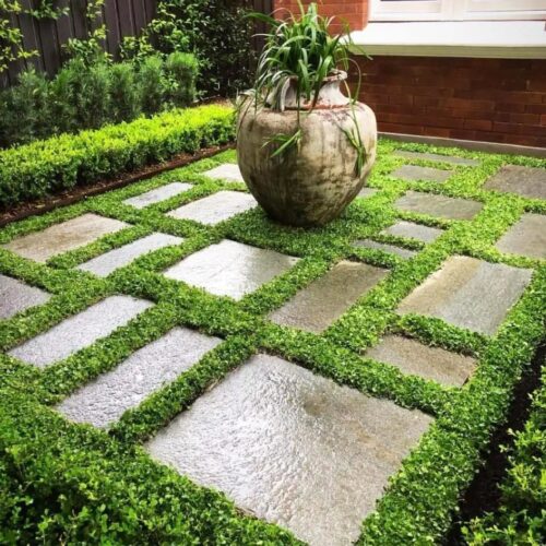 Fare Kulağı Dichondra Repens