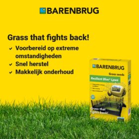 Grass Seed Resilient Blue Lawn 2