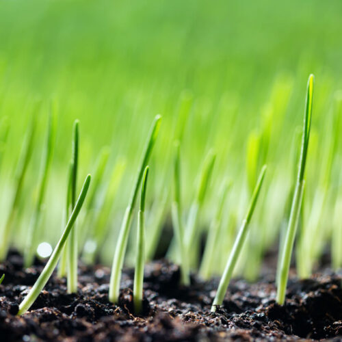 6 Karışım Premium