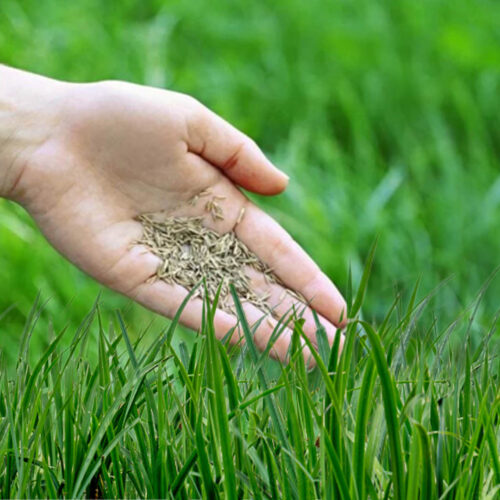 Beach Grass - Sıcak İklim Çim