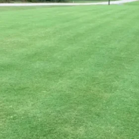 5 Karışım Fito Césped Resistente 2