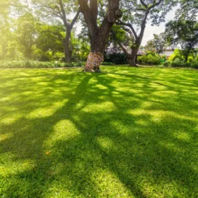 Grass Seed Resilient Blue Lawn 3