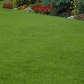 Lolium Perenne Belida İngiliz Çim 21