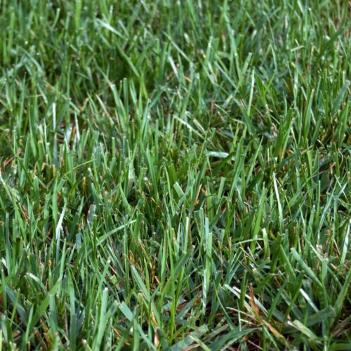 Alternative view of 4 Karışım Titan Rx Rizomlu